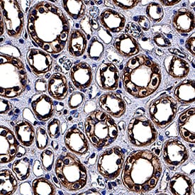 NPRA/NPR1 antibody in Human Kidney by Immunohistochemistry (IHC-P).