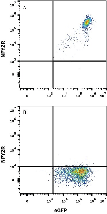 Detection of NPY2R antibody in HEK293 Human Cell Line Transfected with Human NPY2R and eGFP antibody by Flow Cytometry.
