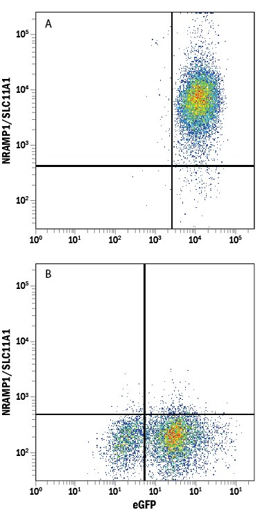 Detection of NRAMP1/SLC11A1 antibody in HEK293 Human Cell Line Transfected with Human NRAMP1/SLC11A1 and eGFP antibody by Flow Cytometry.