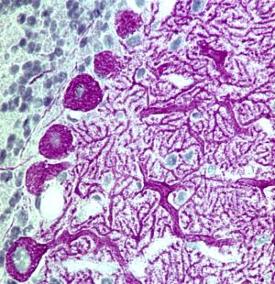 NT‑3 antibody in Rat Brain by Immunohistochemistry (IHC-P) by Immunohistochemistry (IHC-Fr).