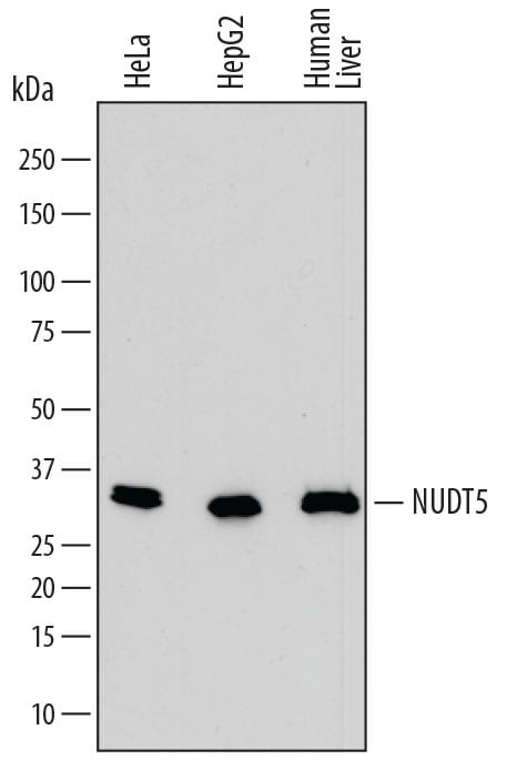 Detection of Human ADP-Sugar Pyrophosphatase/ NUDT5 antibody by Western Blot.