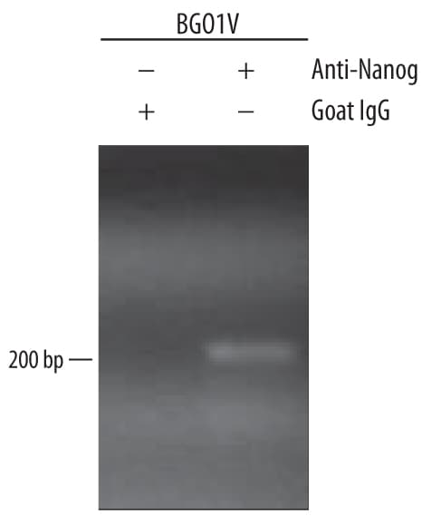 Detection of Nanog-regulated Genes antibody by Chromatin Immunoprecipitation.
