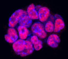 Nanog antibody in D3 Mouse Cell Line by Immunocytochemistry (ICC).