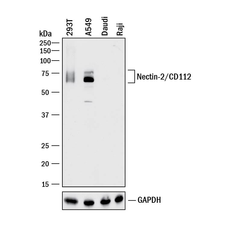 Detection of Human Nectin-2/CD112 antibody by Western Blot.