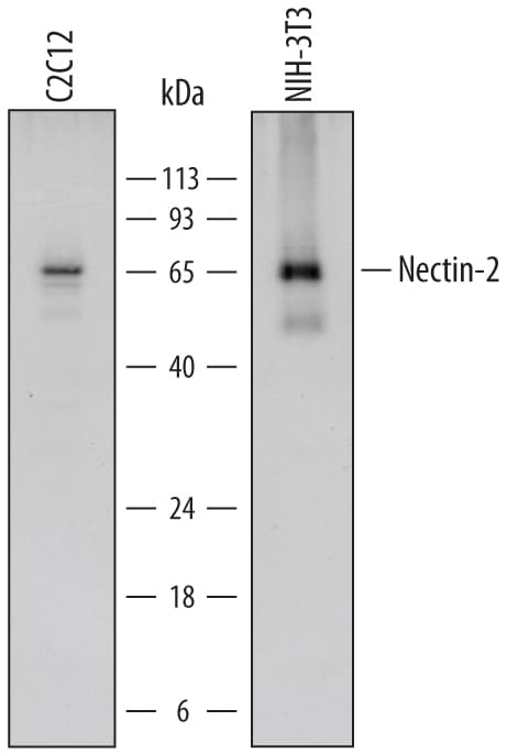 Detection of Mouse Nectin-2/CD112 antibody by Western Blot.