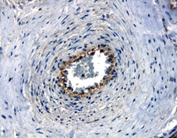 Nectin‑4 antibody in Human Placenta by Immunohistochemistry (IHC-P).