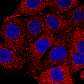 Nectin-2/CD112 antibody in MCF-7 Human Cell Line by Immunocytochemistry (ICC).
