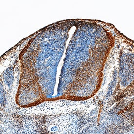 Neogenin antibody in Mouse Embryo by Immunohistochemistry (IHC-Fr).
