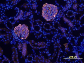 Nephrin antibody in Mouse Kidney by Immunohistochemistry (IHC-Fr).