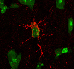 Neprilysin/CD10 antibody in Mouse Brain by Immunohistochemistry (IHC-Fr).