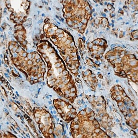 Neprilysin/CD10 antibody in Human Kidney by Immunohistochemistry (IHC-P).