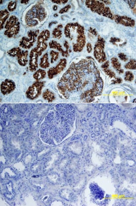 Neprilysin/CD10 antibody in Human Kidney by Immunohistochemistry (IHC-P).