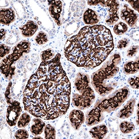 Neprilysin/CD10 antibody in Human Kidney by Immunohistochemistry (IHC-P).
