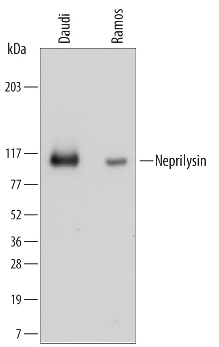 Detection of Human Neprilysin/CD10 antibody by Western Blot.