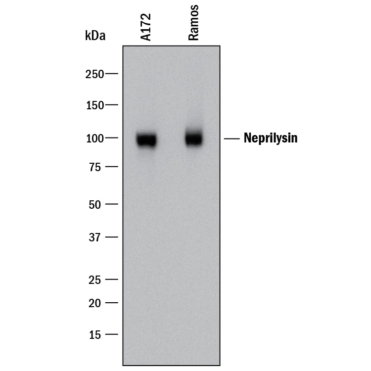 Detection of Human Neprilysin/CD10 antibody by Western Blot.