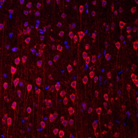 Nesfatin-1/Nucleobindin-2 antibody in Rat Brain by Immunohistochemistry (IHC-Fr).