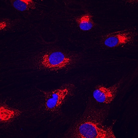 Nesfatin-1/Nucleobindin-2 antibody in Human Mesenchymal Stem Cells by Immunocytochemistry (ICC).