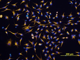 Nestin antibody in Rat Cortical Stem Cells by Immunocytochemistry (ICC).