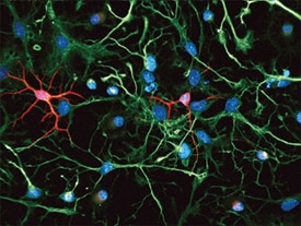 beta -III Tubulin and Nestin antibody in Rat Cortical Stem Cells by Immunocytochemistry (ICC).