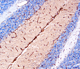 Netrin‑4 antibody in Mouse Brain by Immunohistochemistry (IHC-Fr).