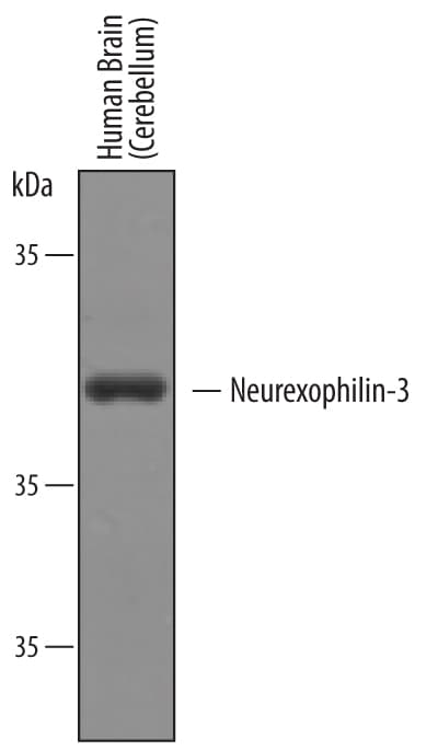 Detection of Human Neurexophilin-3/NXPH-3 antibody by Western Blot.