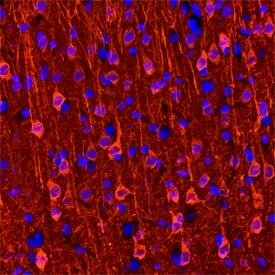 Neurogranin antibody in Rat Brain by Immunohistochemistry (IHC-Fr).