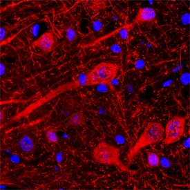 Neuroligin 1/NLGN1 antibody in Rat Brain by Immunohistochemistry (IHC-Fr).