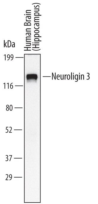 Detection of Human Neuroligin 3/NLGN3 antibody by Western Blot.