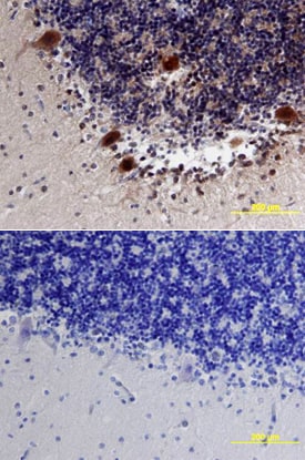 Neuroligin 3/NLGN3 antibody in Human Brain by Immunohistochemistry (IHC-P).