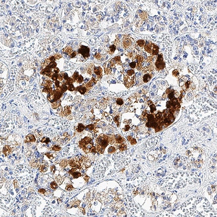 Neuronal Pentraxin 2 antibody in Human Pancreas Tissue by Immunohistochemistry (IHC-P).