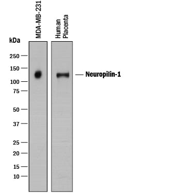 Detection of Human Neuropilin-1 antibody by Western Blot.