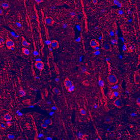 Neuropilin-2 antibody in Rat Brain by Immunohistochemistry (IHC-Fr).
