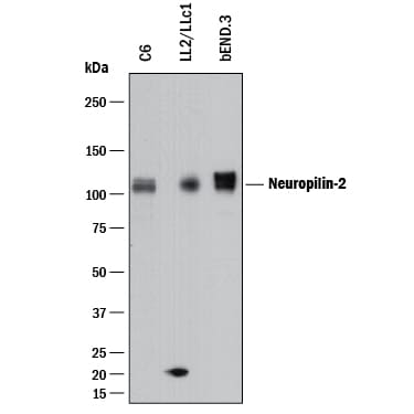 Detection of Mouse and Rat Neuropilin-2 antibody by Western Blot.