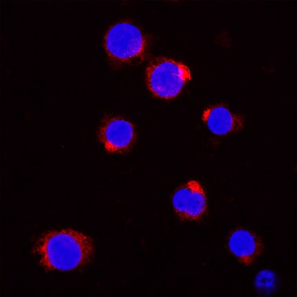 Neutrophil Elastase/ELA2 antibody in THP-1 Human Cell Line by Immunocytochemistry (ICC).