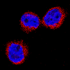 Neutrophil Elastase/ELA2 antibody in THP-1 Human Cell Line by Immunocytochemistry (ICC).