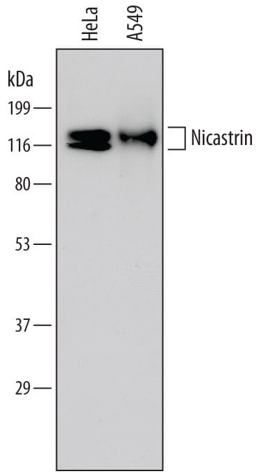 Detection of Human Nicastrin antibody by Western Blot.