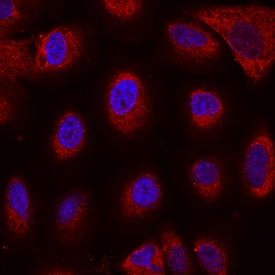 Nicastrin antibody in HepG2 Human Cell Line by Immunocytochemistry (ICC).