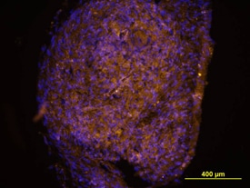 Nidogen-1/Entactin antibody in Human Chondrocytes by Immunocytochemistry (ICC).