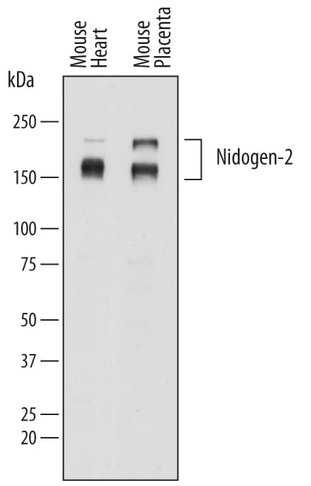 Detection of Mouse Nidogen-2 antibody by Western Blot.