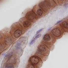 Nidogen-2 antibody in Human Kidney by Immunohistochemistry (IHC-P).