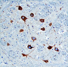 Nogo-C antibody in Human Brain by Immunohistochemistry (IHC-P).