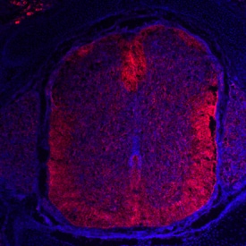 Nogo-A antibody in Rat Embryo by Immunohistochemistry (IHC-Fr).