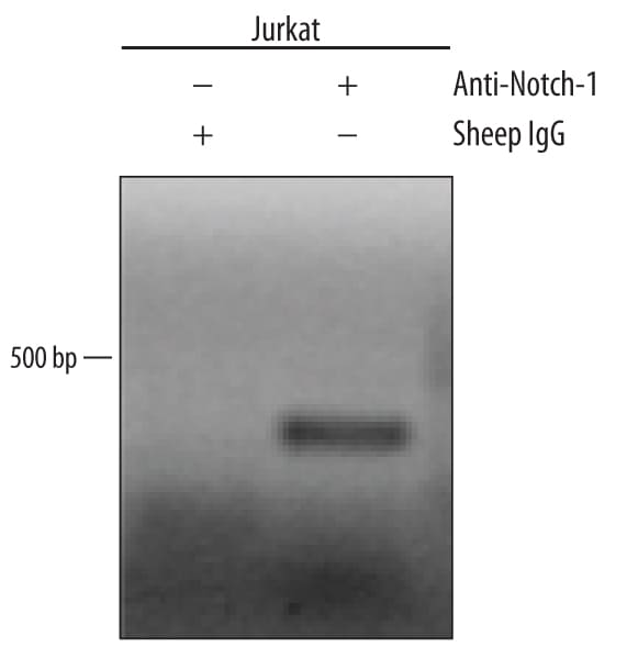 Detection of Notch‑1-regulated Genes antibody by Chromatin Immunoprecipitation.