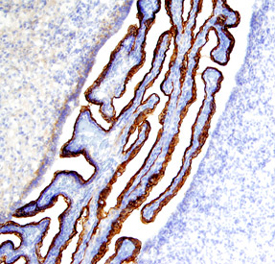 Notch‑2 antibody in Rat Brain by Immunohistochemistry (IHC-Fr).