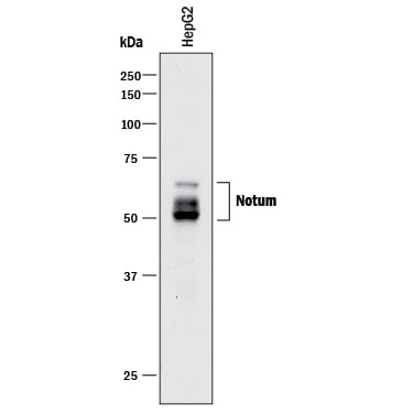 Detection of Human Notum antibody by Western Blot.