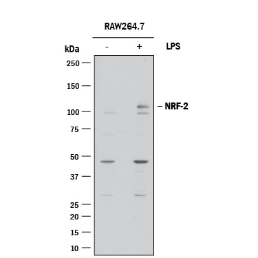 Detection of Mouse Nrf2 antibody by Western Blot.