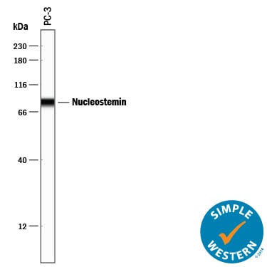Detection of Human Nucleostemin antibody by Simple WesternTM.