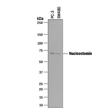 Detection of Human Nucleostemin antibody by Western Blot.