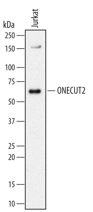 Detection of Human ONECUT2 antibody by Western Blot.