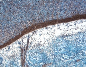 Oncostatin M/OSM antibody in Mouse Embryo by Immunohistochemistry (IHC-Fr).